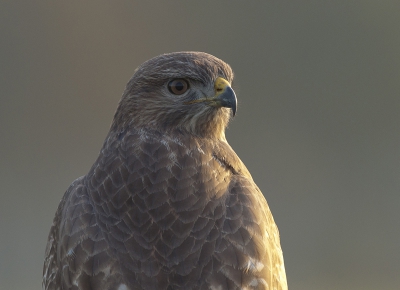 Vanmiddag weer succes gehad met een buizerd, een hele serie foto's kunnen maken, zelfs een portretje was mogelijk.