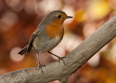 Vandaag ben ik voor het eerst bezig geweest met de afstandsbediening in eigen tuin. De roodborst was ontzettend nieuwsgierig en kwam vaak even langs. De laatste dagen heb ik hem wat gevolgd en gekeken waar hij vaak ging zitten. Vervolgens de camera op statief opgesteld en wachten maar... en het werkt! Hopelijk morgen de mezen...
De achtergrond wordt gevormd door een beukenhaag.