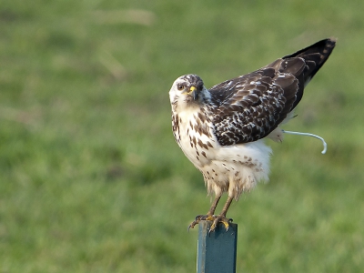Altijd wat te zien in de polder bij Zoetermeer. Ik zag zijn kontje omhoog komen, de continu stand deed zijn werk.
