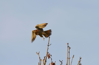 Nog iets dichterbij... Zou het kunnen? Toch nog iets dichterbij.. en hop... Toen vond de TV het wel mooi geweest. Net te laat voor een zittend shot, maar toch vond ik deze opstijging vanaf het puntje van de boom wel wat moois hebben in de ochtendzon.