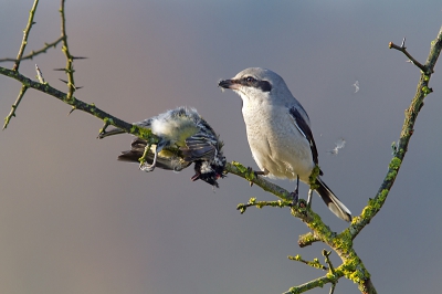 Lanius excubitor / Klapekster / Great Grey Shrike