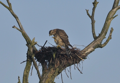 Deze jonge havik (vr) kwam een uurtje lekker in het zonnetje zitten waarbij zij zich uitgebreid ging zitten poetsen. Zij zat ongeveer een meter of 50 van mij vandaan, foto is vanuit een vogelkijkhut genomen. Mooi om te zien dat deze vogel ook lekker kon genieten van het najaars zonnetje.