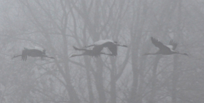Het was vorige week uitdagend weer voor vogelfotografie in Diepholz met veel mist. Dit beeld van een vliegende familie kraanvogels voor de silhouetten van de bomen zegt voldoende.