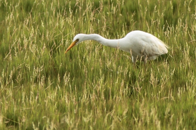 Tijdens een rondreis door Kenia. Verschilt van Grote zilverreiger oa door kortere snavel en de 'snavellijn' die niet tot achter het oog doorloopt.