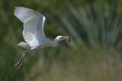 de reiger was druk bezig om een hagedis een kopje kleiner te maken,toen hij mij in de gaten had vloog hij snel weg om hem ergens anders op te peuzelen.