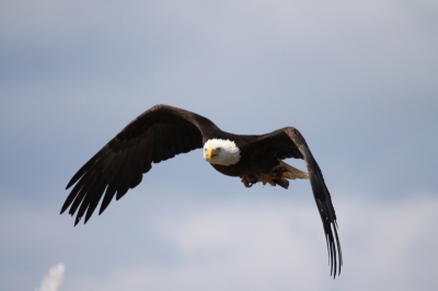 Bald Eagle , het symbool van de USA ( f=5,6 , t=1/2000 , 400mm ) , Home , Alaska.