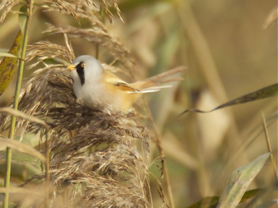 Op zoek naar de baardman in Vlaardingen met een mooi zonnetje in de rug. Ik plaats deze eerste foto, omdat ik de kleuren mooi vind passen bij het baardmannetje.