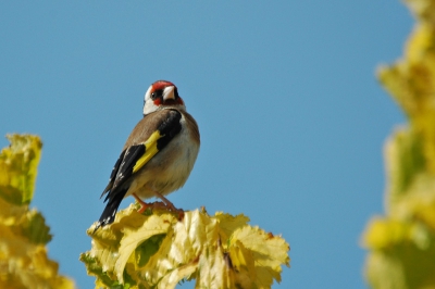 deze zat (met partner)in de tuin te broeden totdat 2 dagen later het jong uit het nest was gevallen, daarna heb ik ze niet weer terug gezien