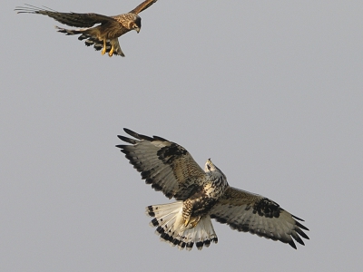 Ruigpootbuizerd had het aan de stok met een blauwe kiekendief, (Circus cyaneus , eng. hen harrier) Vervolg van een foto van vorige week.
