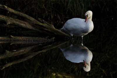 Ik was eigenlijk op pad voor om iets anders te fotograferen, maar deze prachtzwaan kon ik natuurlijk niet laten zitten. Uiteindelijk op die dag van deze zwaan de mooiste foto's gemaakt.