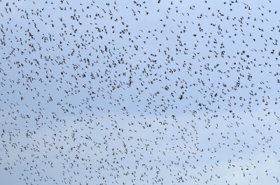 Ik heb veel vogels gezien die dag tussen deze zwerm vogels zitten dan ook verschillende soorten vogels waaronder de kieviet.