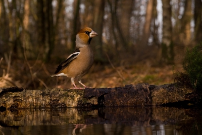 Heb weer eens geprobeerd om vogels met wat meer omgeving op de foto te zetten.  Ben begonnen met de camera bij het vijvertje op te stellen. en dan met het bos als achtergrond. HAd natuurlijk erg geluk dat de appelvink even wilde meewerken. Helaas is het een wat rommelig bos, maar daar kon ik natuurlijk weinig aan veranderen. Was wel erg blij met dit resulaat en ga er zeker verder mee. Viel me op dat de toch wel schuwe appelvink totaal niet reageerde op de sluiter en bv een merel weer wel.