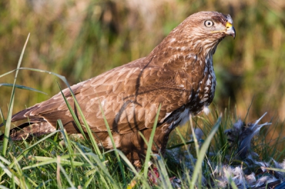 Deze buizerd, zat aan de kant van de weg zijn prooi op te eten.
Hij vond het niet nodig om voor het contact met mij even zijn snavel af te vegen.