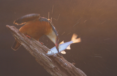 Deze ijsvogel is in de mist met tegenlicht gefotografeerd.
De actie van dit ijvogelvrouwtje heb ik met een beetje geluk vast kunnen leggen.
