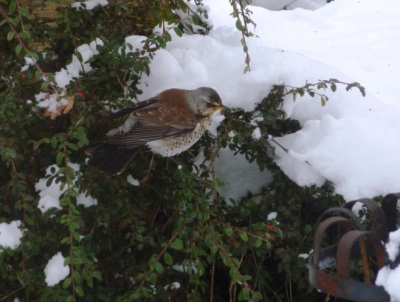 Deze gasten kwamen met z'n tween, overigens werden een dag later ook in Woerden kramsvogels vastgelegd.