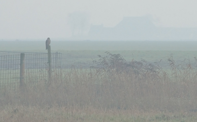 Zo ziet het weerbeeld er de laatste dagen uit, erg mistig, deze slechtvalk zat er ook maar wat mistroostig bij.