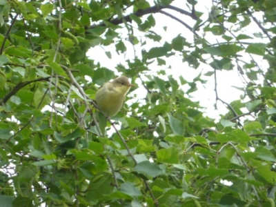 Deze vogel huist al enige jaren in mijn tuin. Veel verspringend in de struiken en mooi zingend.