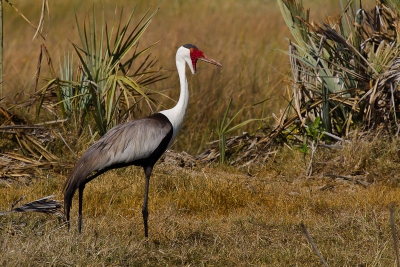 Het is de op 1 na grootste kraanvogel en een bedreigde vogelsoort. Foto genomen tijdens een landsafari.
