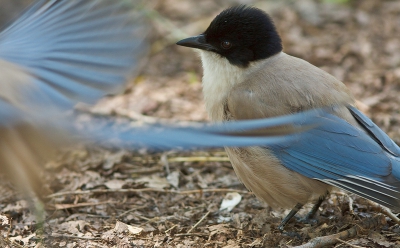 Twee halve eksters maken n hele? Ik ben benieuwd wat jullie van deze foto vinden. Ik vind het wel kunnen. Deze blauwe eksters kwam ik tegen op een picnicplaats. Aanvankelijk waren ze schuw zoals altijd, maar na een tiental minuten konden ze de verleiding van de achtergebleven stukjes brood (niet van mij) niet weerstaan.