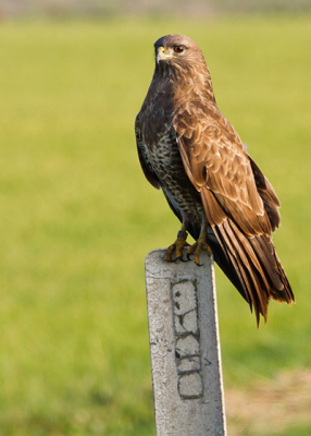 Deze buizerd zat op zijn gemak op een paaltje in het weiland.