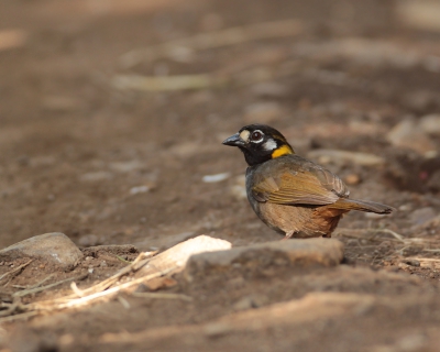 Een plaatselijke natuurliefhebber heeft me bijna een dag vrijwillig op sleeptouw genomen en hebben we de omgeving van Monteverde uitgekamt naar de wat moeilijk vindbare vogels dit is er 1 van. Helaas zeer kort kunnen zien en heel snel moeten vastleggen.
Volgens mij de eerste op BP
zie voor meer www.worldnature-photos.com