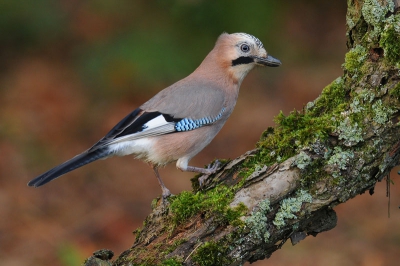 Het aantal vogels bij de boshut neemt gestaag toe.  Met 11 stuks is de Pimpelmees op dit moment de koploper. Vaste klanten zijn ook een viertal Gaaien. Dit exemplaar landde op een mooie stam.