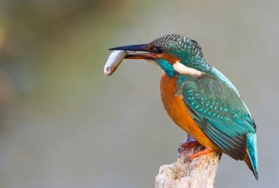 Ik plaats deze foto, omdat ik heel lang heb moeten wachten om de ijsvogel en het visje scherp te kunnen fotograferen.