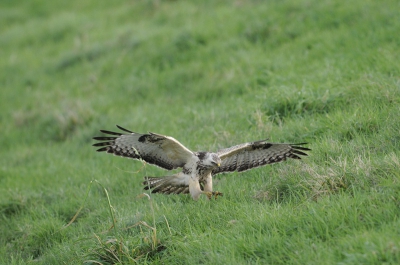 Net voor dat de vogel zijn prooi wilde pakken maakte ik dit plaatje, ik kon helaas niet zien wat het was maar ik denk dat het een klein muisje geweest is want ik heb niets gezien in het gras.
De buizerd zat net in de schaduwzijde van de dijk waardoor ik een iso waarde van 620 heb moeten gebruiken.