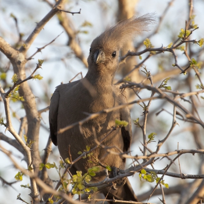 M'n kuif zit goed in de gel; nu lekker nonchalant in de camera kijken. Misschien kom ik wel op birdpix.nl