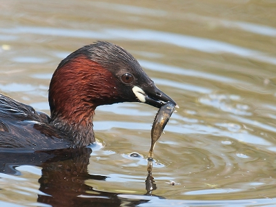 Ik was geduldig op een ijsvogeltje aan het wachten toen dit hongerige dodaartje voor mijn lensje verscheen.