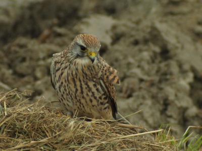 Deze valk zat op de afscheidingsrand van land en gras. De harde wind was de reden dat hij bleef zitten. Met donker weer is de Samyang lens dus ook een redelijk ding, jammer dat uit de hand fotograferen bijna niet mogelijk is.