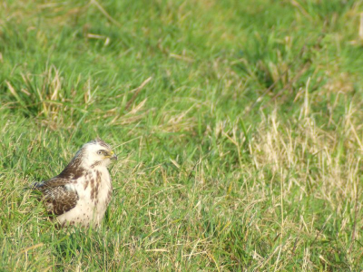 Deze buizerd had geen zin om te vliegen.
Testfoto met m'n Samyang 650-1300mm.
Graag commentaar over de foto. Ik ben bezig met een spoedcursus om op een ouderwetse manier foto's te nemen met een moderne camera.