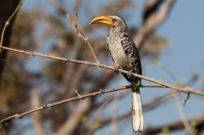 Voor mij wel 1 van de grappigste vogels die ik ooit gezien heb. Deze zat wel mooi te poseren.