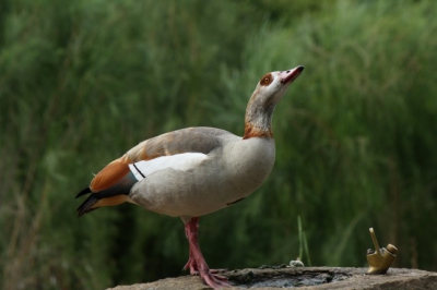 Botanische tuin in Kaapstad, Zuid-Afrika. Deze mooie Nijlgans poseert prachtig bij een fonteintje. Op deze manier zijn de patronen in de veren goed te zien. 

De partner van deze gans staat net buiten beeld onwijs veel herrie en drukte te maken, maar deze gans blijft ongestoord poseren.