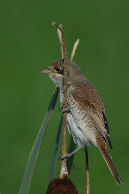 Op een rietsigaar op de uitkijk in het avondzonnetje.

Canon Eos 300d, Sigma Apo 135-400