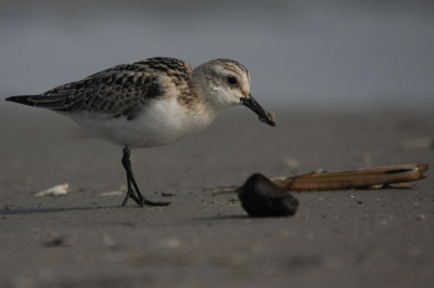 Sinds vorig jaar komen we eind september met een groep Limburgers naar Ameland. Dit jaar qua soorten wat minder, maar t blijft toch altijd genieten.