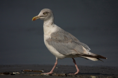 En als je dan op t strand ligt komt er ook wel eens zo'n jongen voorbij...... Blijven stiekem toch gave beesten