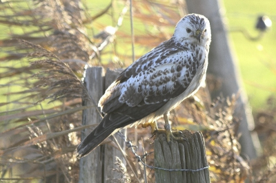 Vogel zat tegenlicht in de felle avondzon waardoor de belichting niet ideaal was. Vind het resultaat nog meevallen.