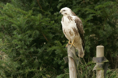 Het licht werkte vandaag niet echt mee. veel gezien maar weinig kunnen platen. Deze buizerd werkte wel mee