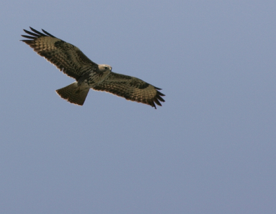 Zelfde buizerd maar nu vliegend. Jammer dat het licht niet echt mee werkte