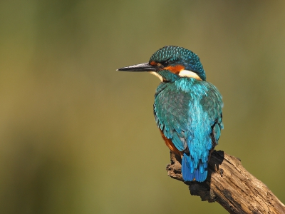 Een ijsvogel uit mijn archief. Mooi zonnig belicht, met een prima background en dito kleur.