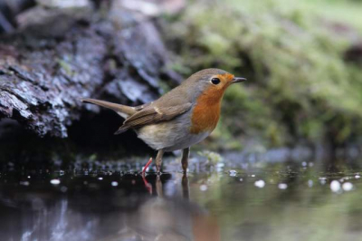 deze roodborst ging voor ons in het water zitten. mooi dicht bij de hut.