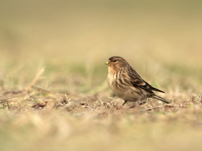 Aangekomen bij de Fraters lag er een fotograaf op de grond. Wij stopten de auto zo'n 25 mtr. achter hem. Wij stapten uit en de fotograaf keek achterom, vervolgens stond hij op en klapte in zijn handen waardoor de Fraters verschrikt wegvlogen. Vervolgens stapte deze malloot vlug in de auto en reed weg.
En dat is dan ook een fotograaf die op BP zijn foto's toont, zeker bang voor de concurrentie.

Gelukkig voor ons duurde het niet al te lang en kwamen de Fraters weer terug met dit als resultaat.