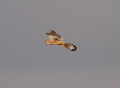 Deze valk bleef ondanks de harde wind heerlijk in de lucht hangen. Uit de losse hand geschoten juist op het moment dat de staart uit gewaaierd was.