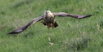 Deze buizerd was lekker aan het jagen in de polder waarbij hij recht op me af kwam vliegen en later weer het gras in dook dit is de zelfde buizerd die ik afgelopen zaterdag al op BP heb gezet.