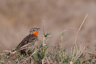 Met enig geluk ergens in de graskant zien zitten. Mooi klein vogeltje opvallend door zijn oranje-rode keel.