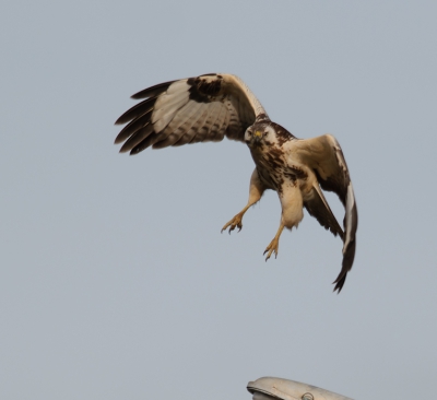 Toen ik naar huis reed zag ik deze buizerd rechts op een lantaarnpaal zitten. Behoorlijk scheef op de polderweg gestopt, camera gepakt en voorzichtig een paar foto's gemaakt. Juist toen ik deze foto maakte vond hij dat hij lang genoeg geposeerd had en ging een stukje verderop in het land zitten.