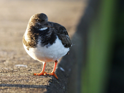 Veel steenlopers en paarse strandlopers op de pier bij Hoek van Holland. Ze laten zich makkelijk fotograferen ( + filmen).
Deze was wel heel nieuwsgierig.

Bij deze foto had ik een hele lage zon van links.