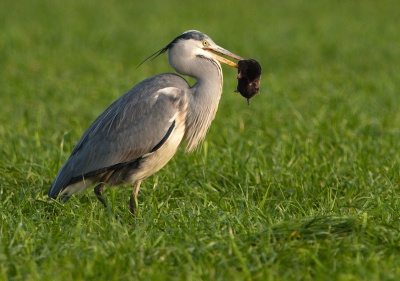 Vorige week donderdag al een paar foto's laten zien van een  blauwe reiger die een mol had gevangen. Hier nog een laatste upload .Bij deze foto is het koppie van de mol nog te zien.