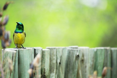 Prachtige honingzuiger in Hoedspruit. Dit gekke vogeltje was bijzonder genteresseerd in mijn zijspiegels van de auto en bleef er omheen fladderen. Eindelijk had hij de rust in zich om even op een hekje te gaan zitten.
